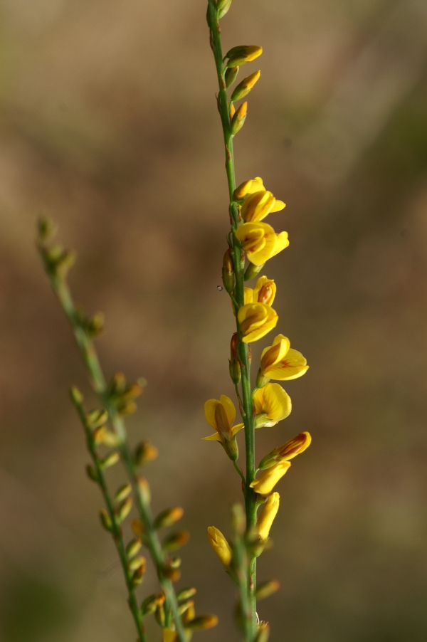 Viminaria juncea